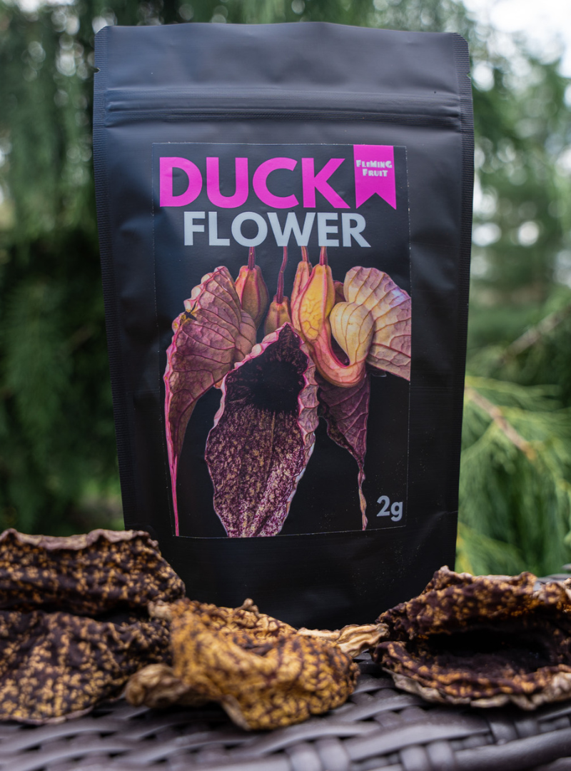 Duck Flower (Seasonal) – The Smooth Generation