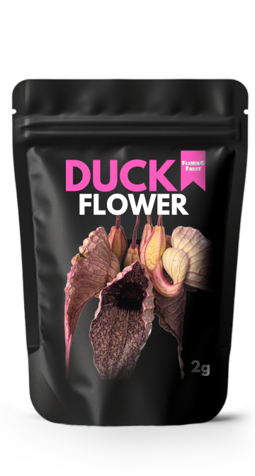 Wildcrafted Organic Duck Flower (full body detox)