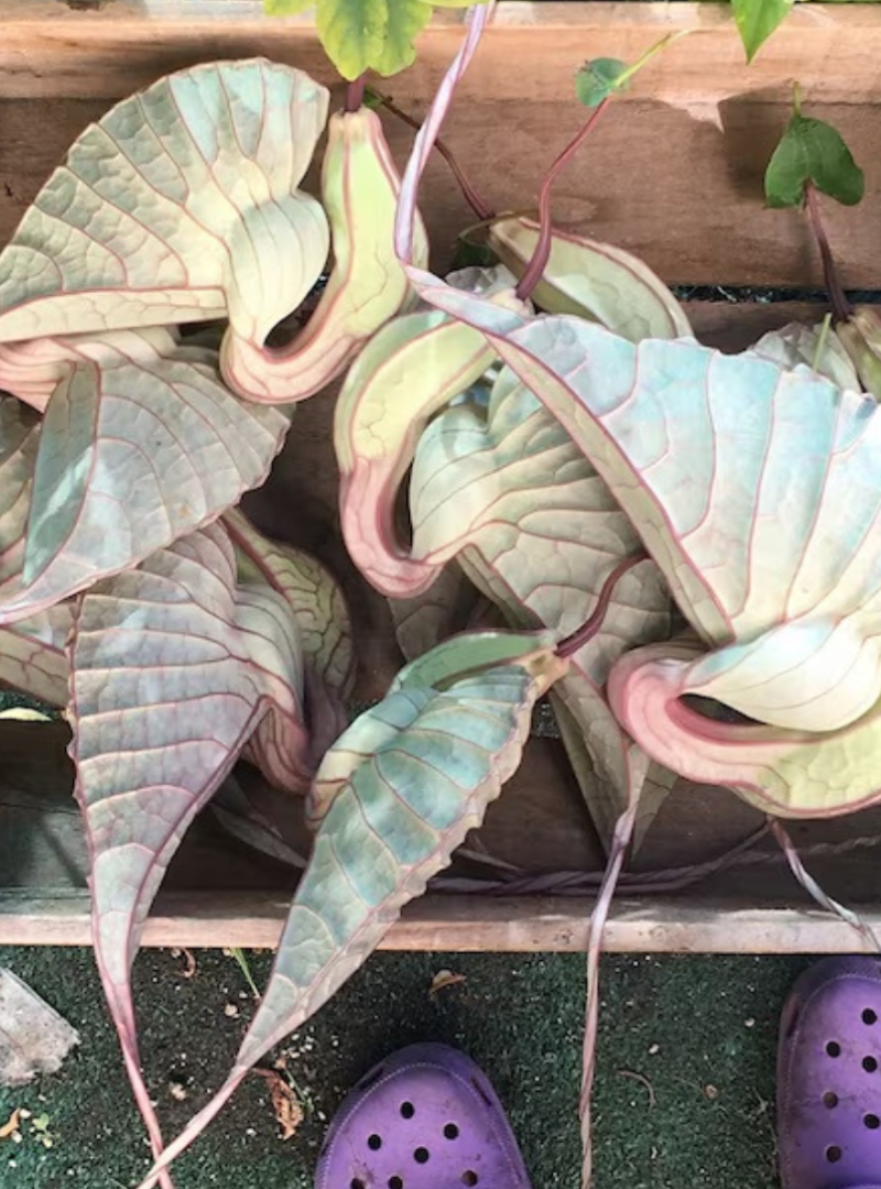 Organic Wildcrafted Jamaican Duck Flower Fleming Fruit