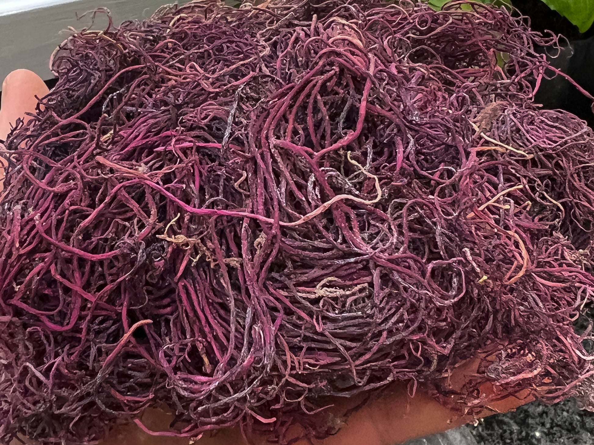 Wild Harvested Purple Sea Moss – Miami Fruit